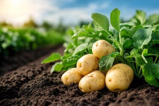 Potatoes